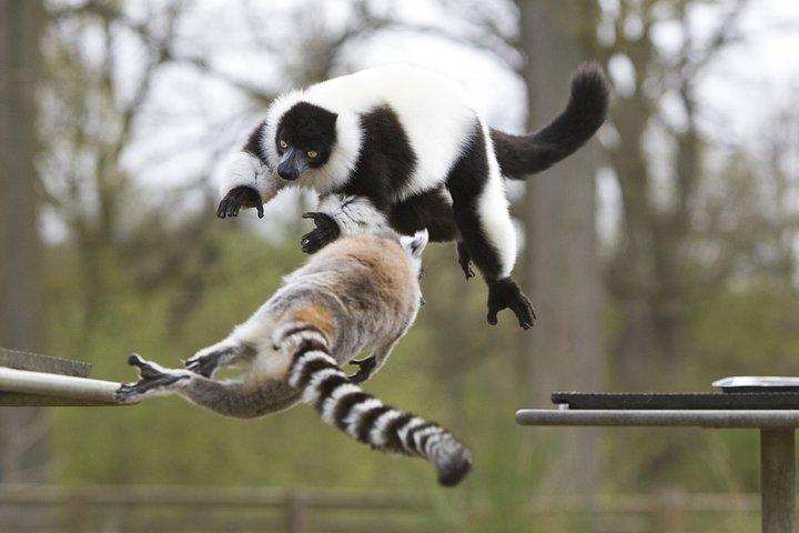Private Return Transfer Thoiry Zoo Safari from Paris