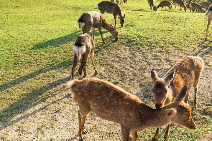 Kyoto Day Trip to Nara with a Local – Private & Personalized