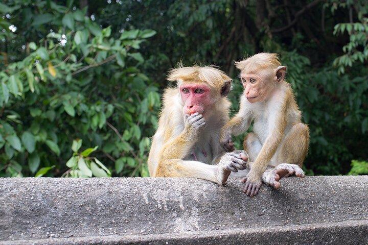 Anuradhapura Ancient City Day Tour from Kandy (Private Tour)