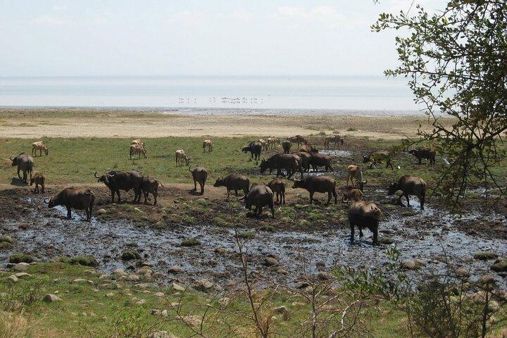 6-day Lake Manyara Serengeti Ngorongoro Crater and Tarangire
