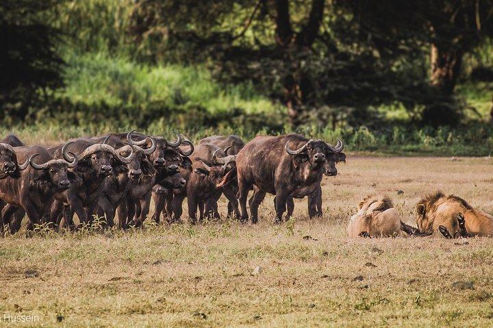 4 Day Tour to Lake Manyara, Ngorongoro Crater and Tarangire