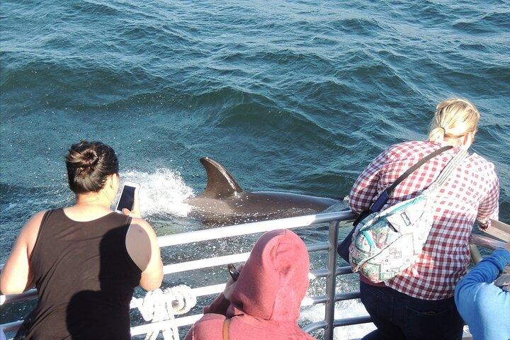 Whale Watching Tour from Anacortes