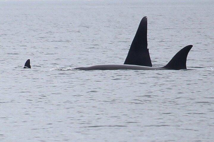 Whale Watching Tour from Anacortes
