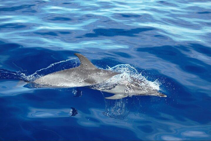 Private Dolphin and Whale Watching Tour in Madeira