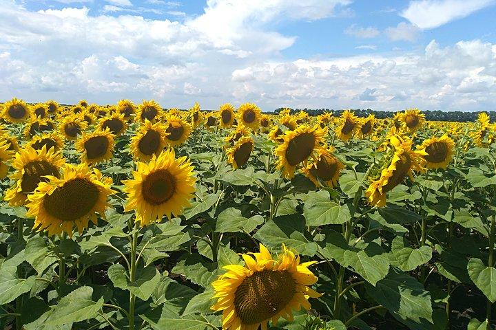 Full-Day Private Sightseeing Tour to the South of Varna