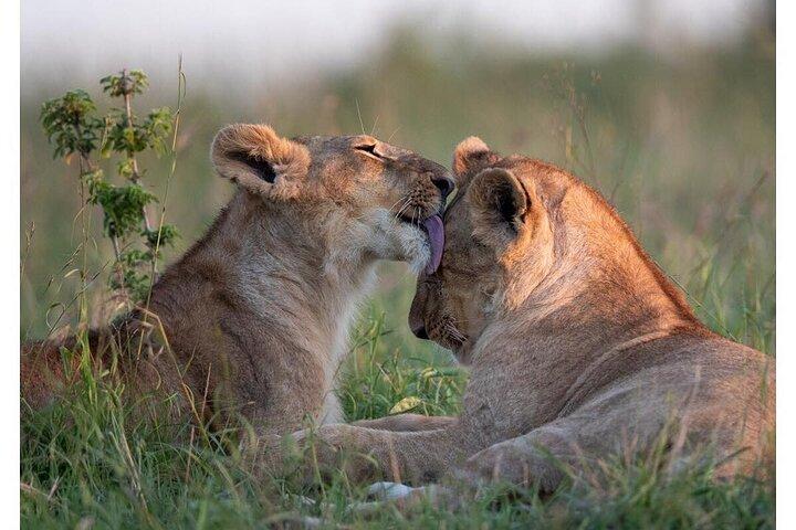 4 Days Masai Mara/Lake Nakuru Budget Safari