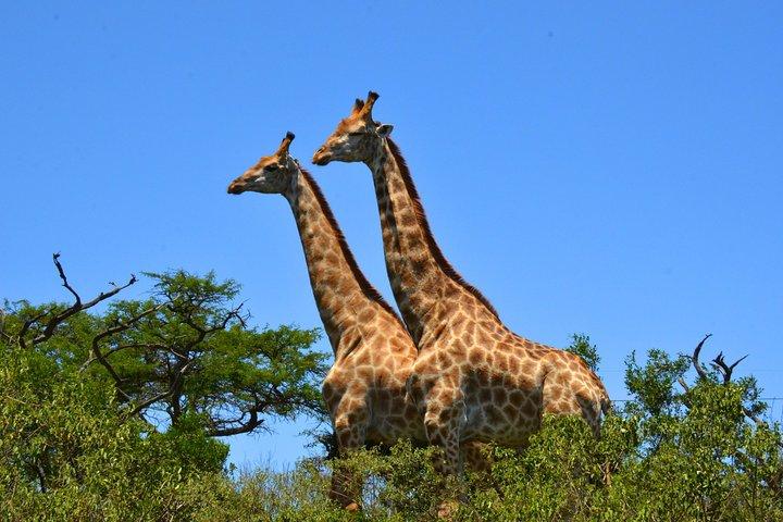 Hluhluwe Imfolozi Safari Day Tour from Durban