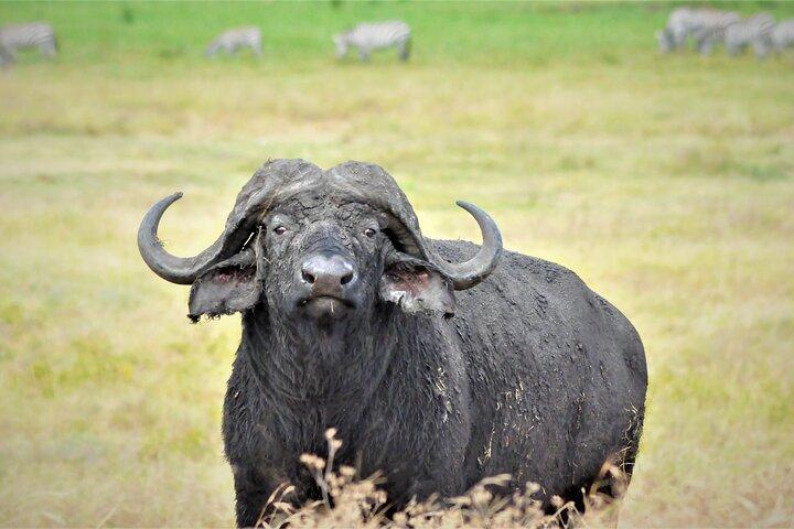8 Day Witness Nature’s Greatest Show