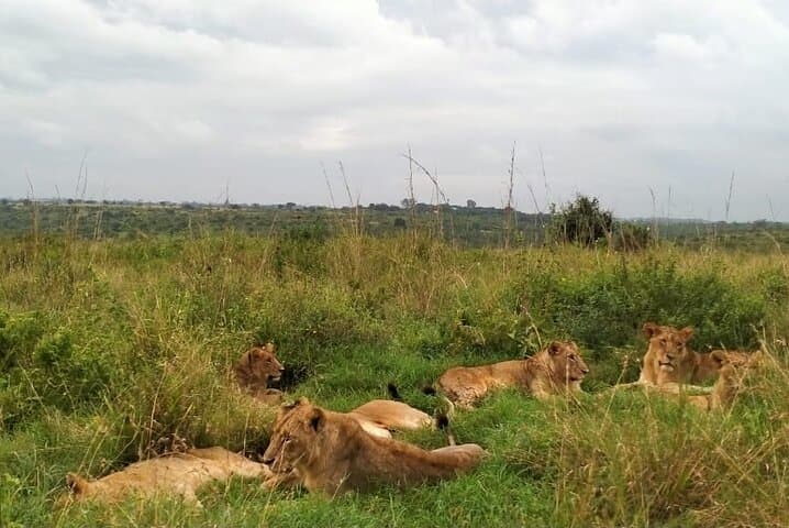 Half day wildlife tour to Nairobi National Park Game Drive with Pickup/Drop off