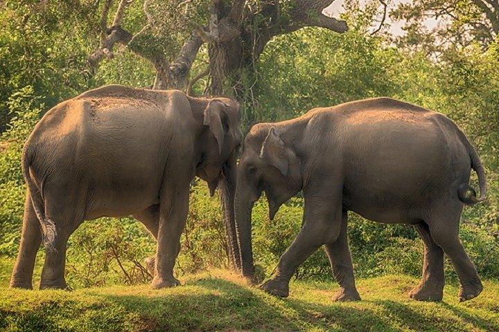 Arugambay to Yala National Park - Kumana National Park Safari