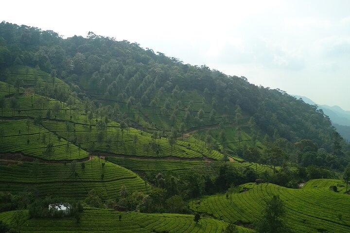 3 Nights Private Deluxe Tour- Cochin/Munnar/Houseboat/Cochin