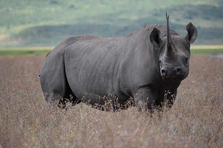 4: days Big five safari