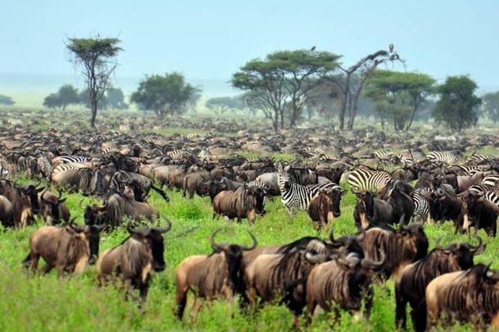 4: days Big five safari