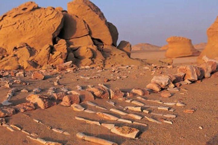 Day Tour to El Fayoum from Cairo