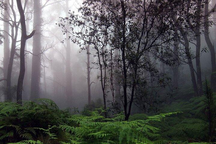 Sinharaja Rain Forest Tour from Galle