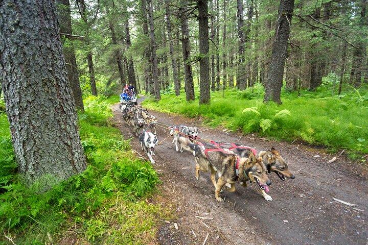 Turning Heads Kennel Dogsledding Experience & Tour
