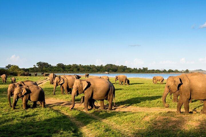 Udawalawe Safari Tour from Tangalla