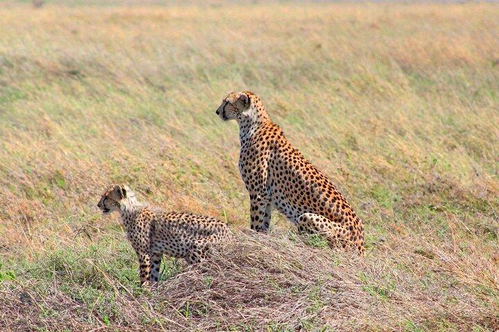 4 days,3 nights group joining lodge safari to Serengeti ,Ngorongoro and Manyara