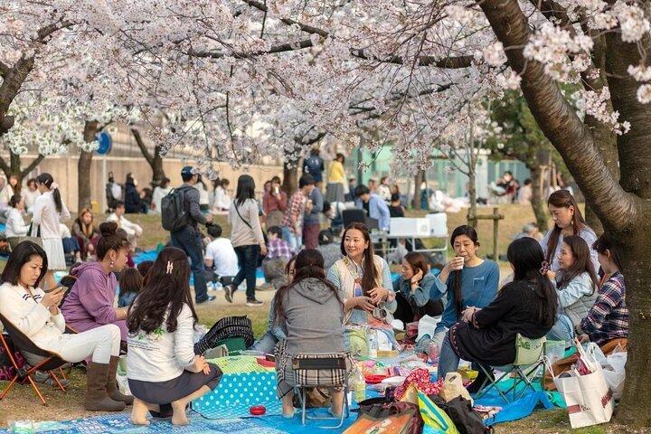 Osaka Private Cherry Blossom Tour with a Local – Picnic Included
