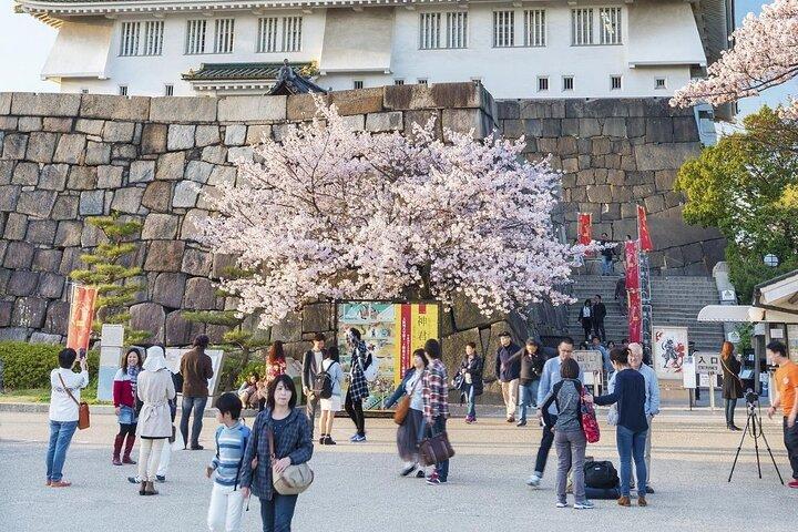 Osaka Private Cherry Blossom Tour with a Local – Picnic Included