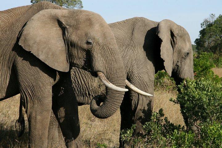 4-Day Lake Naivasha & Amboseli- Luxury Grp Joining Safari