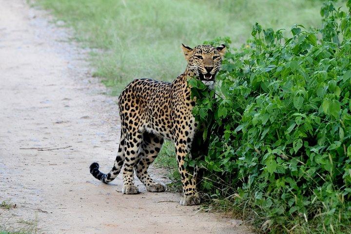 Jhalana Panther Safari Park Tour in Jaipur