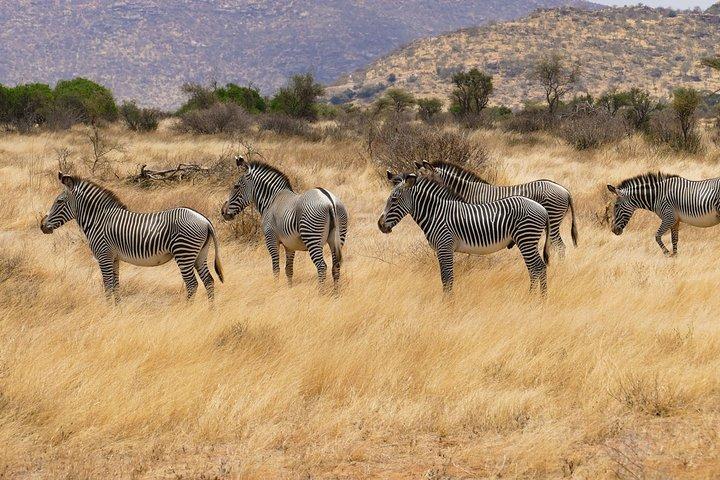 Kilimanjaro Special-( Tsavo West, Amboseli & Tsavo East Safari) (MINIMUM 2 PAX)