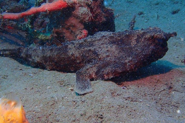 Champagne Reef Snorkeling Tour at volcanic hot Bubbles Dominica