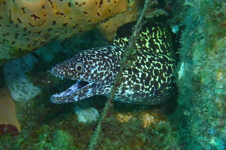 Champagne Reef Snorkeling Tour at volcanic hot Bubbles Dominica