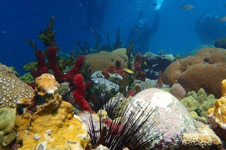 Champagne Reef Snorkeling Tour at volcanic hot Bubbles Dominica