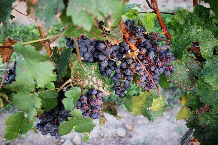 Relaxing Afternoon Wine Tour through Niagara's Wine Country