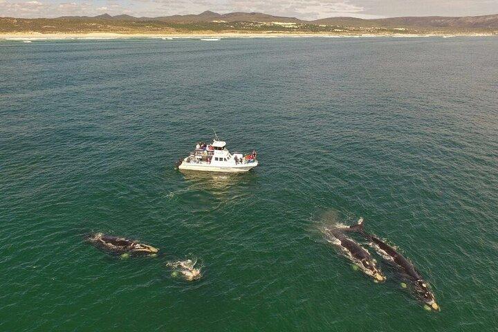 Whale Watching from Gansbaai