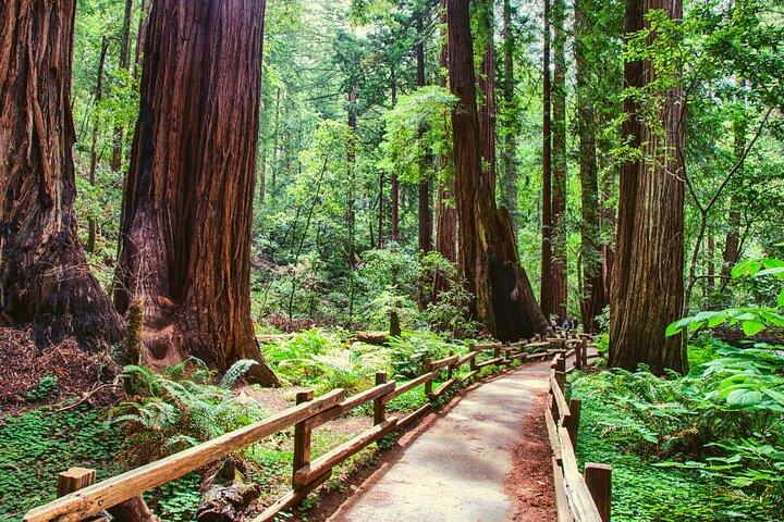 Muir Woods and Sausalito Half Day Tour
