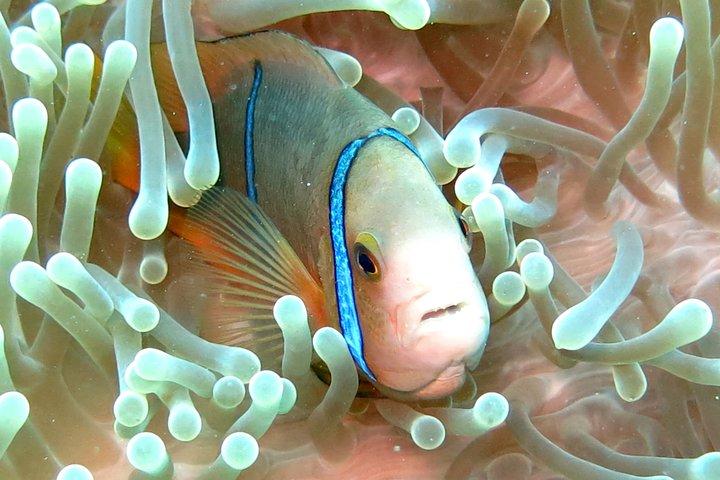 Sea Scooter Snorkeling: Sharks, Stingrays, Turtles & Coral