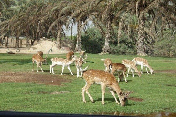 private tour from cairo to africano park