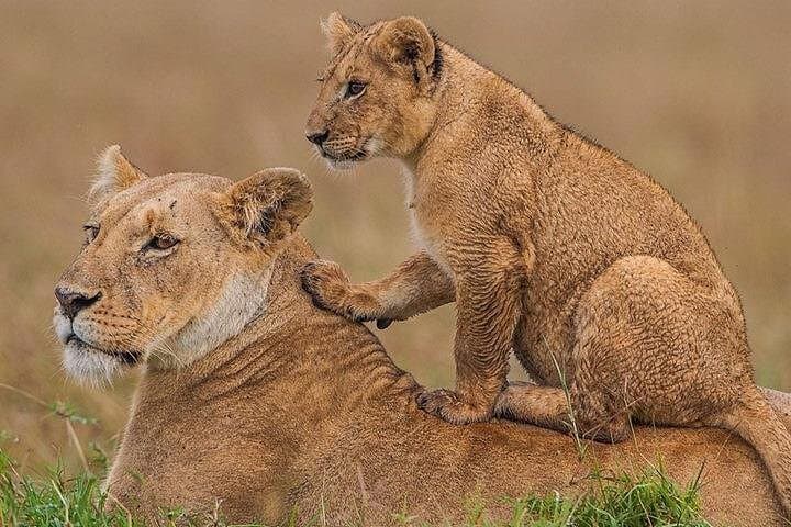 Nairobi National Park safari Experience