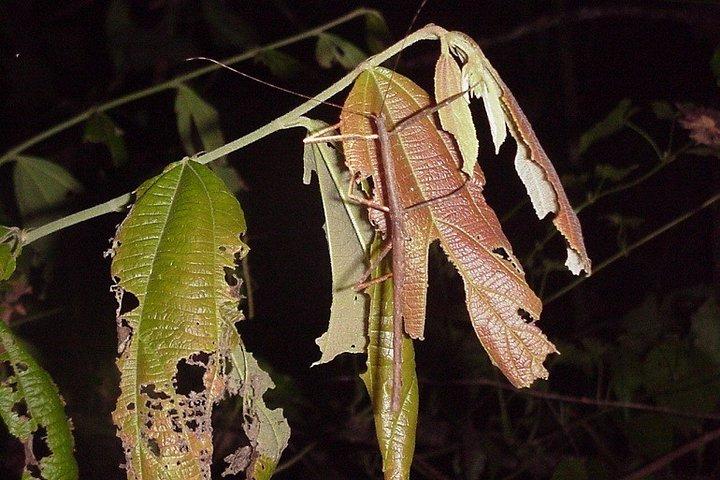 4-Day Jungle Experience in Taman Negara from Kuala Lumpur