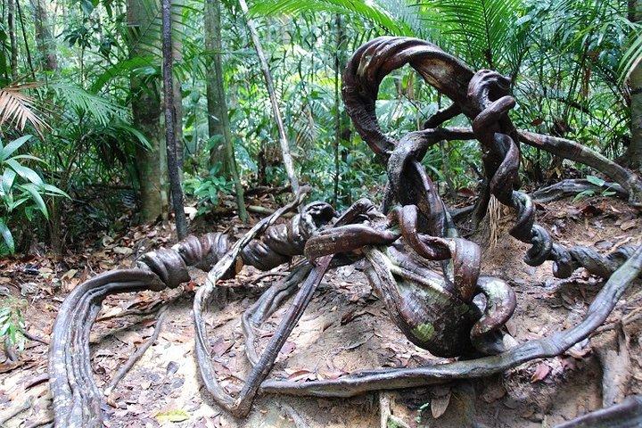 4-Day Jungle Experience in Taman Negara from Kuala Lumpur