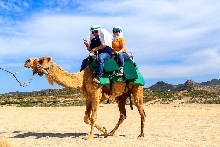 Cabo Camel Ride Experience