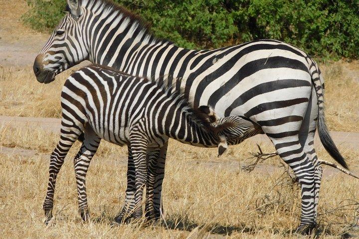 Tarangire -Serengeti & Ngorongoro Crater Budget camping safari