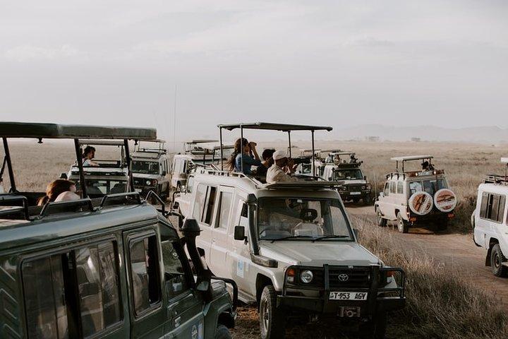 5 Days Classic Safari to Lake Manyara, Ngorongoro and Serengeti