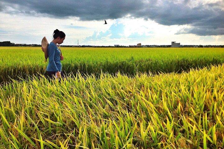 Sekinchan Paddy Fields, Fishing Village & Redang Beach Tour