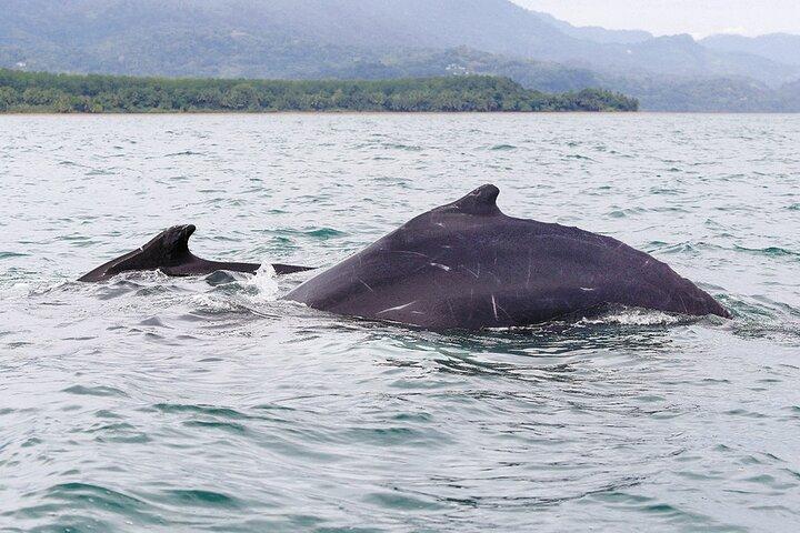 Whales and Dolphins watching Tour From Uvita
