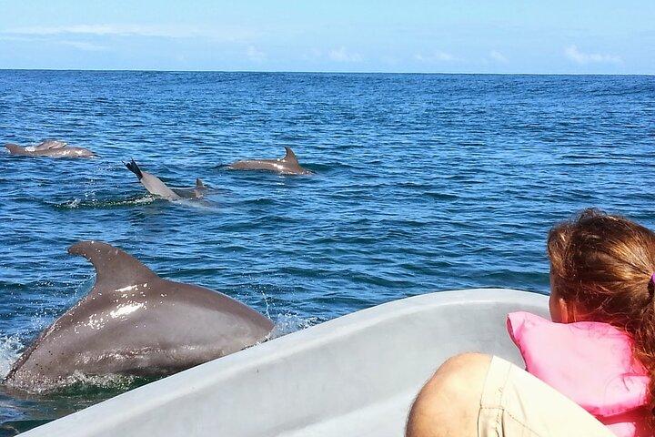 Whales and Dolphins watching Tour From Uvita