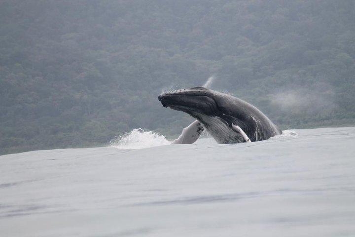 Whales and Dolphins watching Tour From Uvita