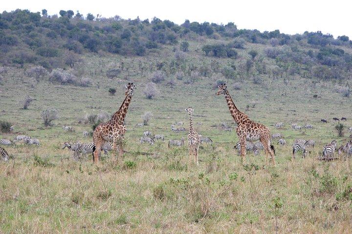 7 Days GAME DRIVE IN THE FAMOUS KENYAN PARKS