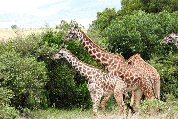 The Masai Mara Explorer