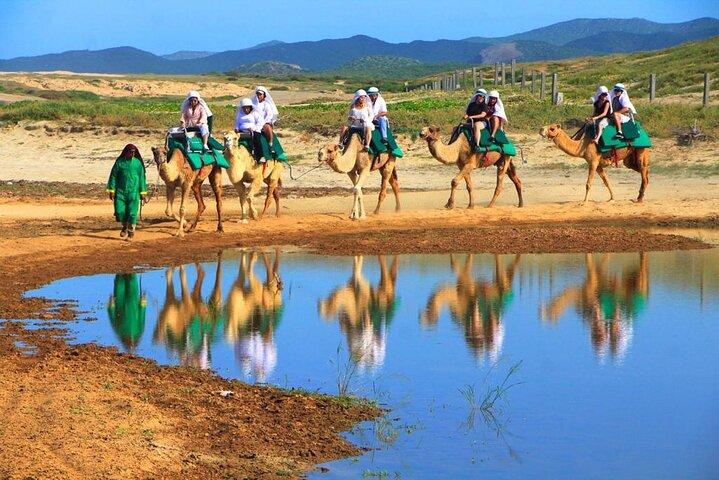 Cabo Camel and Safari Ride