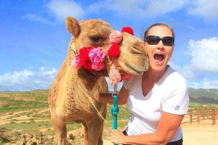 Cabo Camel and Safari Ride