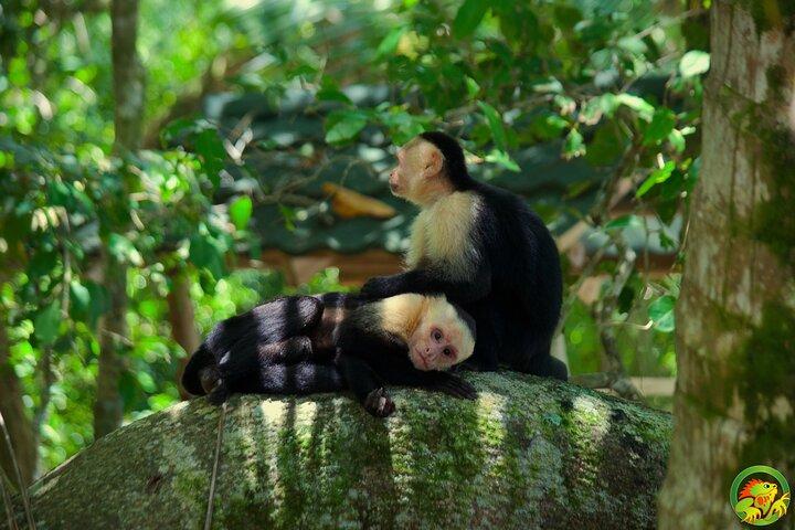 Manuel Antonio National Park Tour